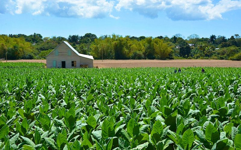 Cuba enfrenta a menor safra de tabaco da história