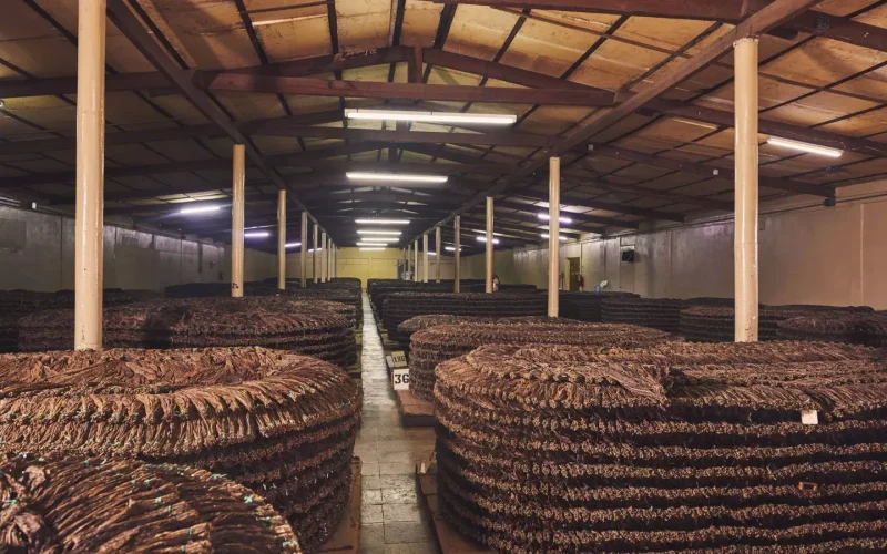 Fermentação dos tabacos: A arte de aprimorar o sabor dos charutos