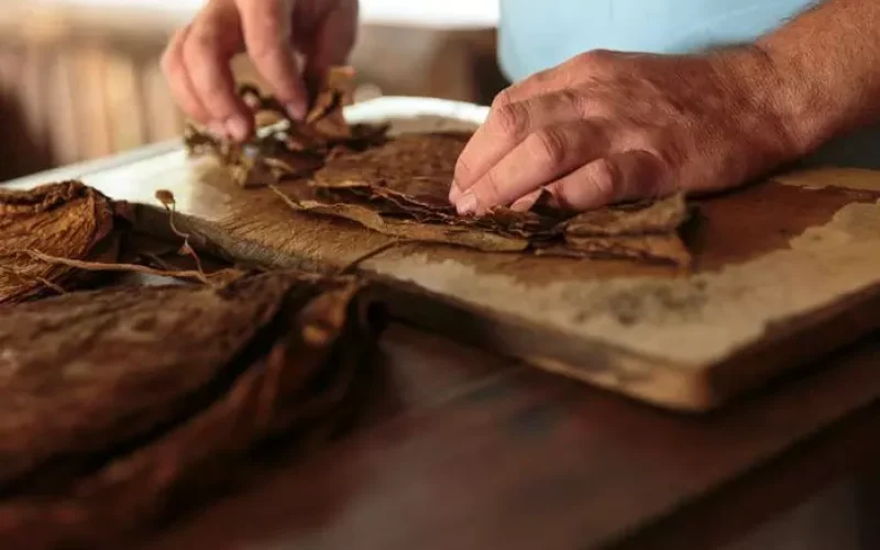 A importância das diferentes folhas na fabricação do charuto